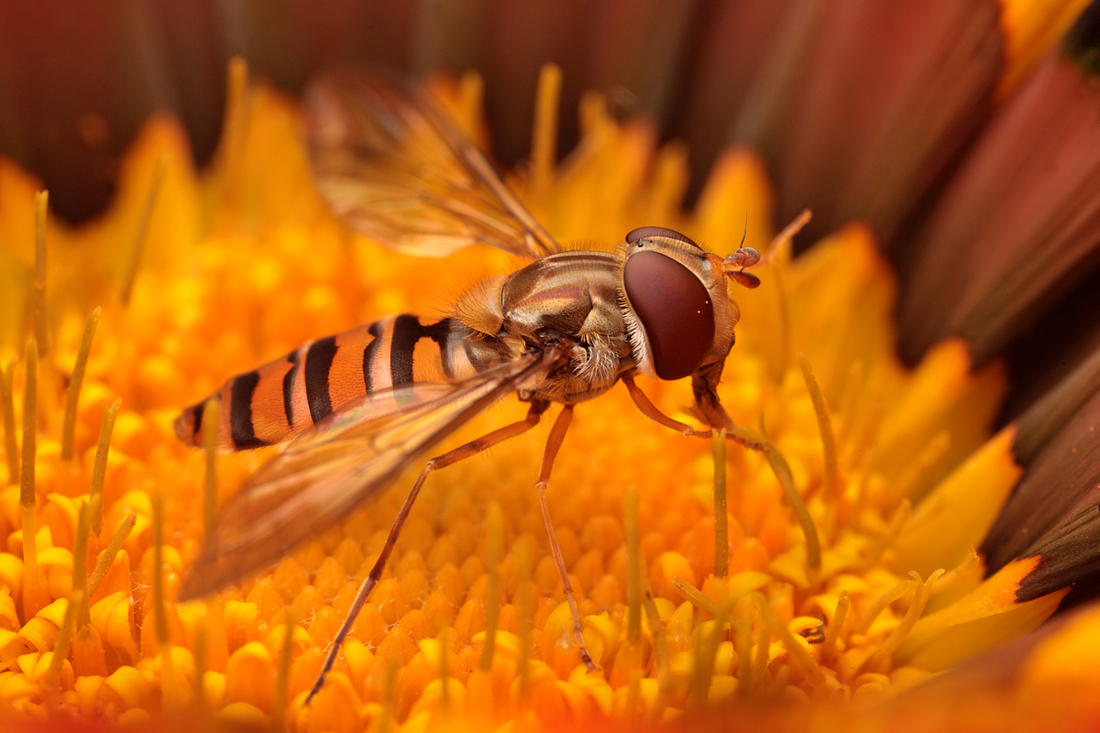 Marmalade Hoverfly 5